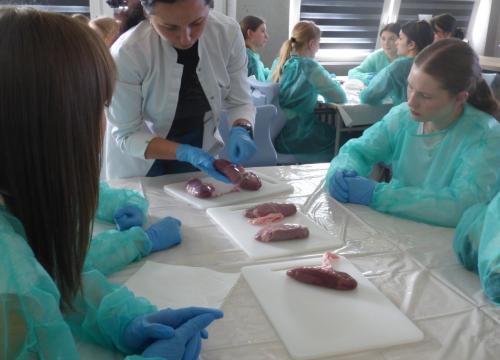 Anatomia w pigułce