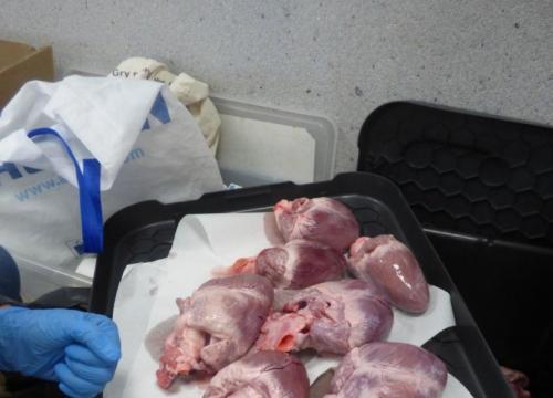 Anatomia w pigułce